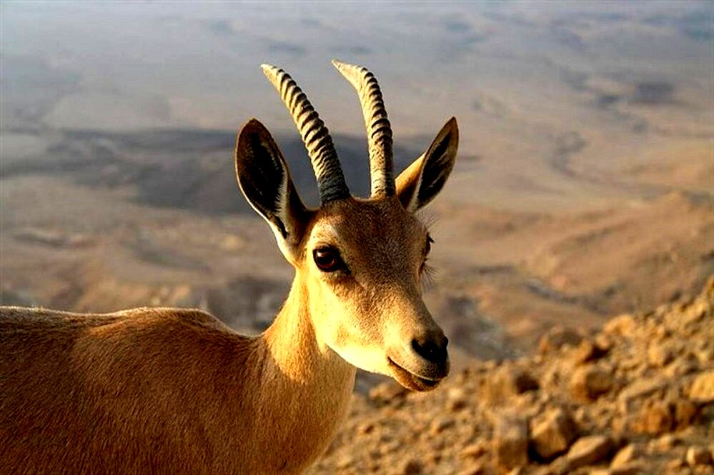 شمارش معکوس برای بقا در حیاتِ وحش