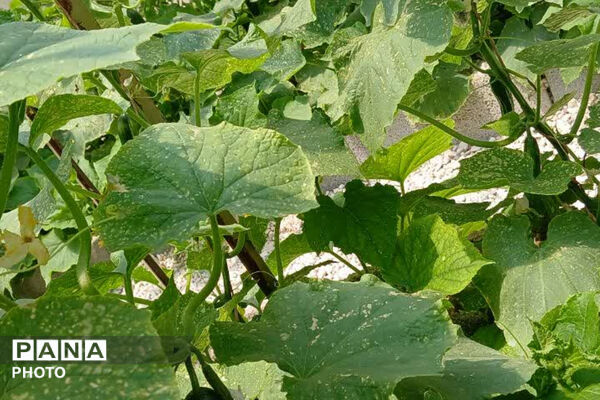 افتتاح نخستین گلخانه دانش‌آموزی مدرسه شهید رئیسی؛ گامی نو به‌سوی آموزش مهارت‌محور
