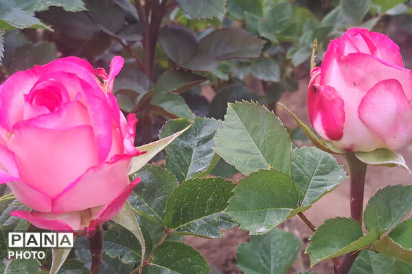 گل‌های زیبای بهاری