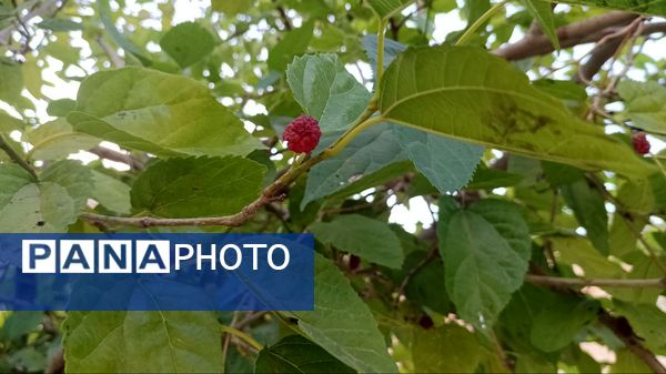 میوه‌های رنگارنگ در لردگان 