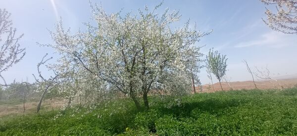 طبیعت بی نظیر روستا سربالا بهترین گزینه برای طبیعتگردی در فصل بهار