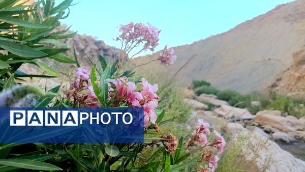 روستای برد‌زرد نگینی غریب در شهرستان لنده