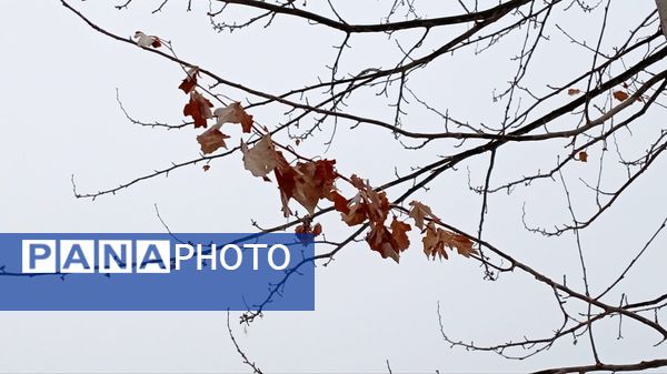 گرداب بن زیر چتر سپید برف