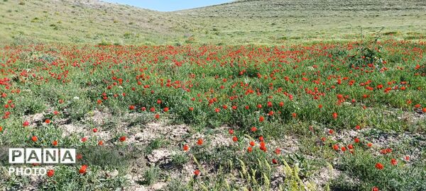 باباکمال؛ نگین سرسبز قلقلرود در قاب تصویر
