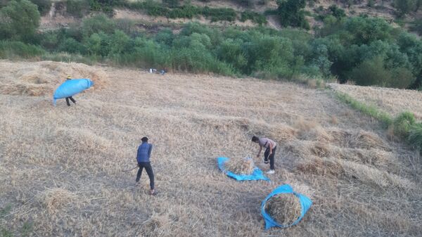 برداشت گندم در روستای بیدله
