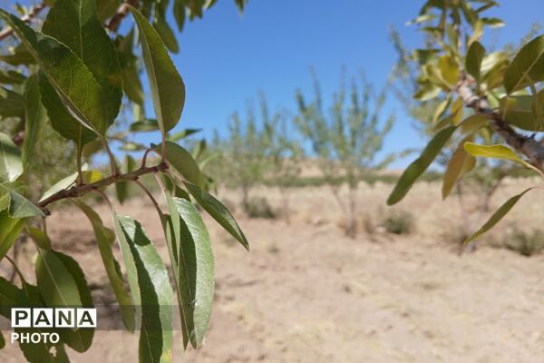 دستان پربرکت؛ روایت برداشت محصول در شیراز