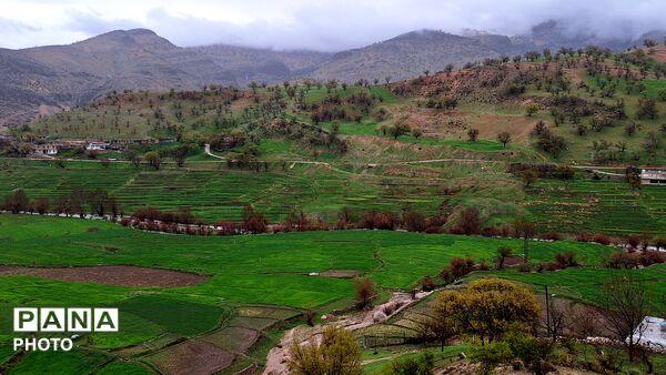 شکوفایی امید 
