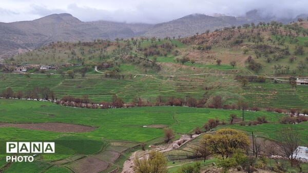 شکوفایی امید 