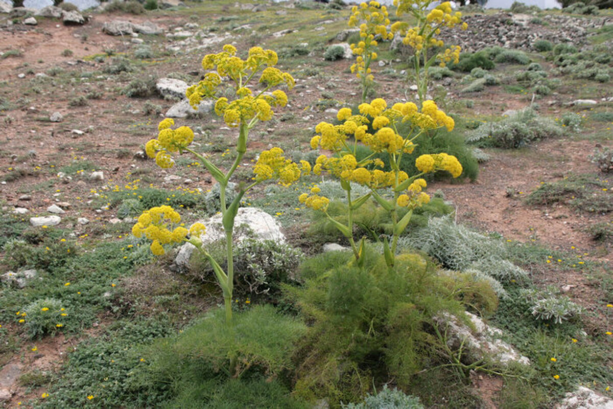 پرورش گیاهان دارویی در لرستان؛ فرصت‌های اقتصادی و اشتغال‌زایی