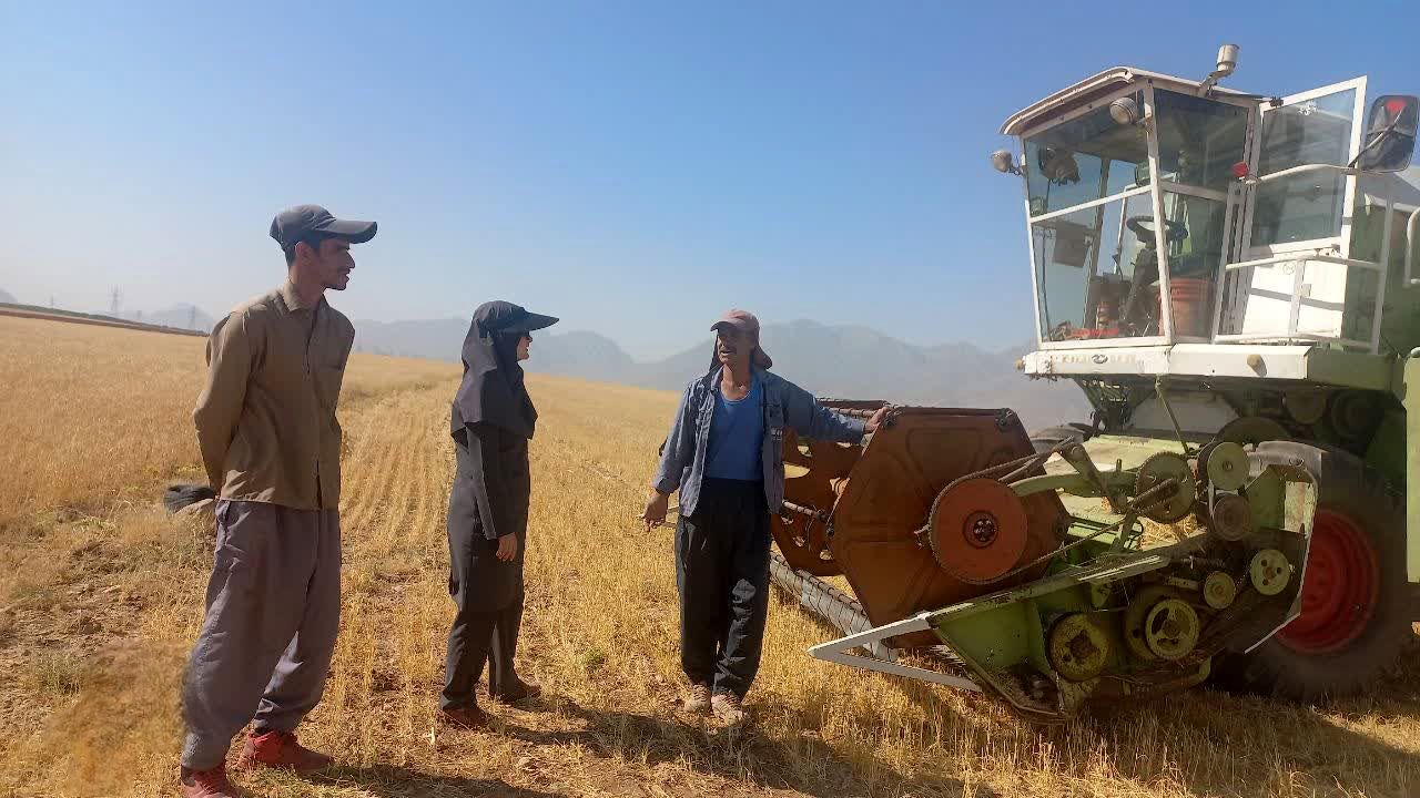 برداشت گندم در شازند، زیر سایه بحران زیست‌محیطی