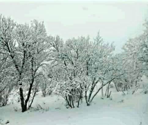 میانکوه در تسخیر برف 