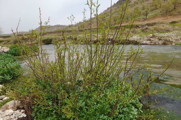 بهار، آغاز دوباره‌ی زندگی طبیعت 