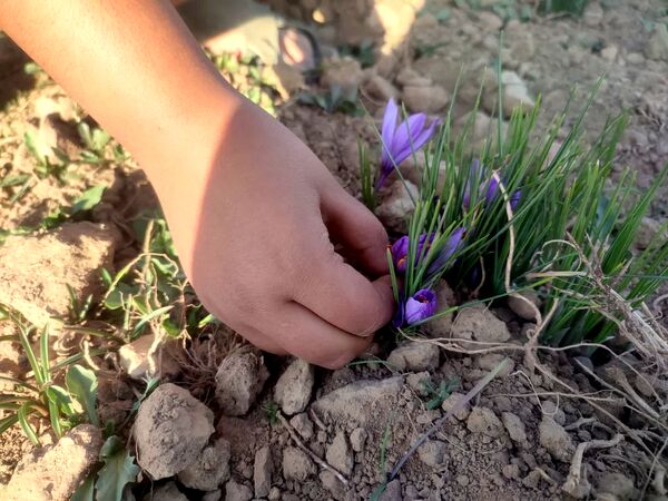 فدافن روستایی که زعفرانش با تشنگی خاک قصه‌ای تلخ نوشت