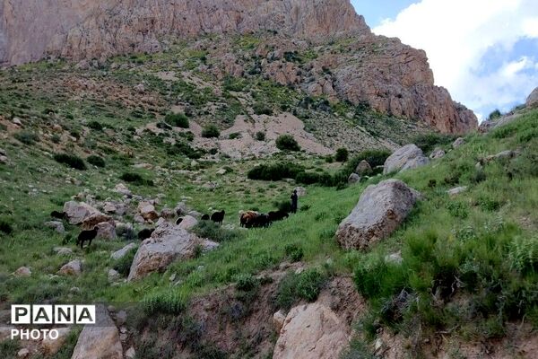 کوه های شهر بار ذخیره‌گاه گیاهان ارزشمند و کم نظیر دارویی 