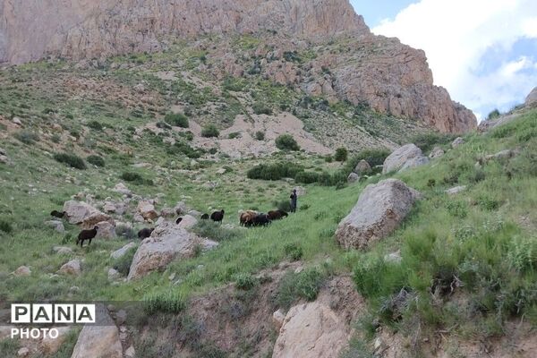 کوه های شهر بار ذخیره‌گاه گیاهان ارزشمند و کم نظیر دارویی 