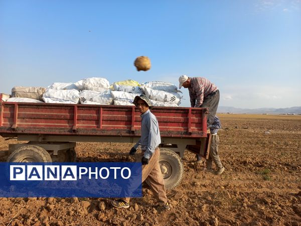 برداشت محصول سیب زمینی در روستای داغیان