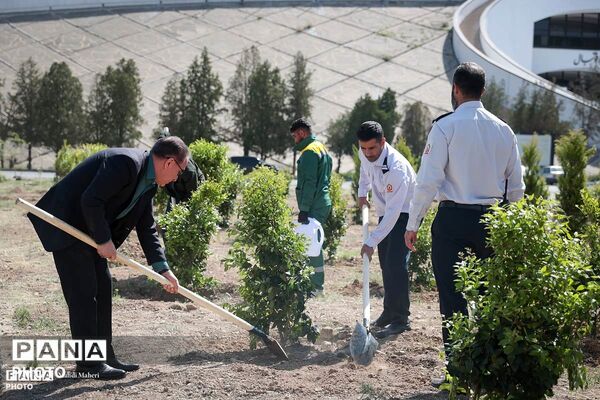 پویش «درخت‌‎کاری سرو ایران»