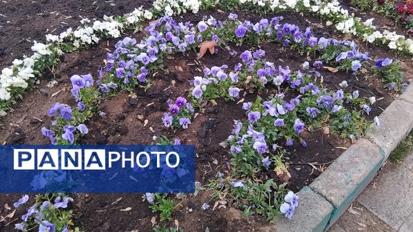 گل‌ها و درختان در شکوفایی