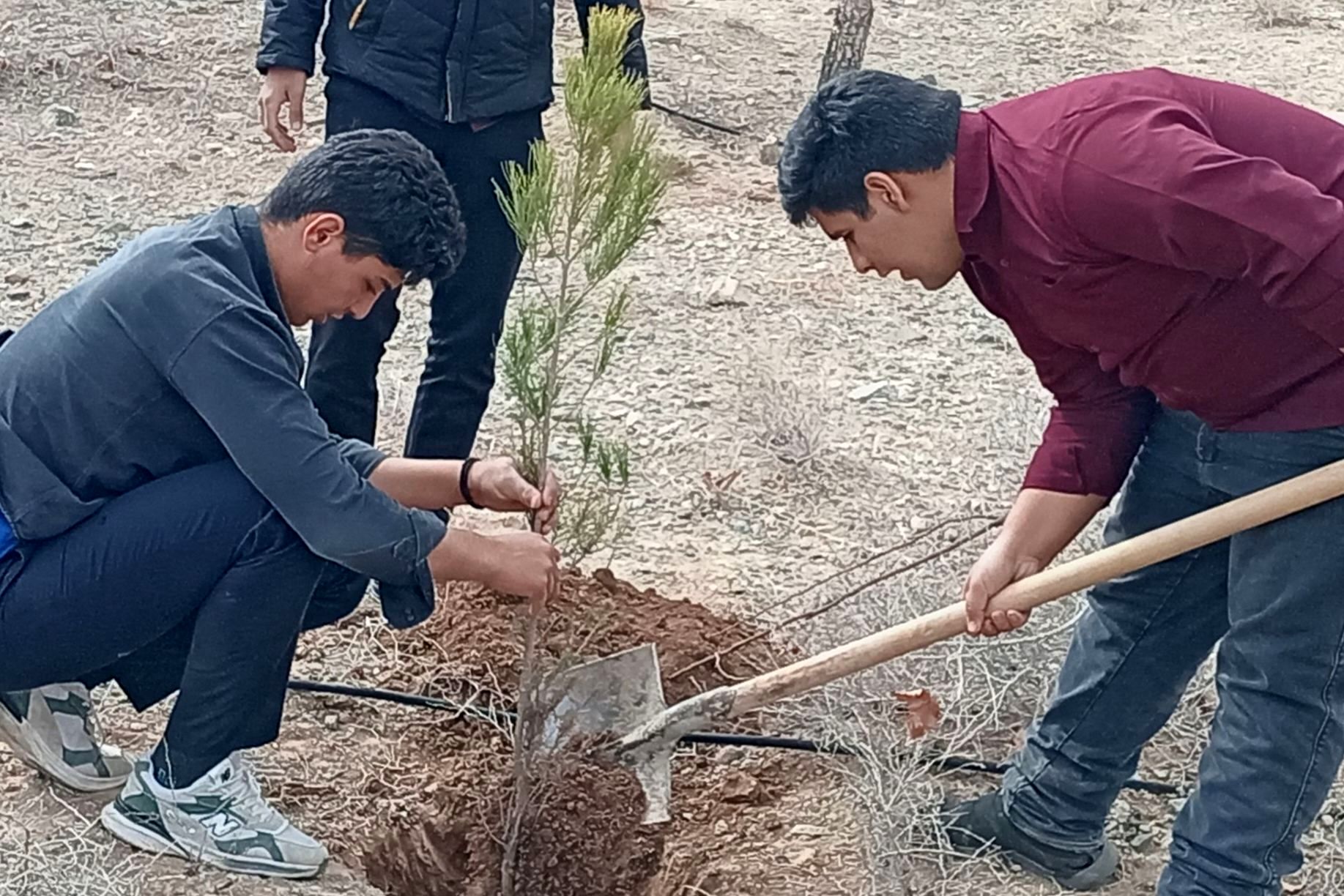 کاشت درخت در کاشمر