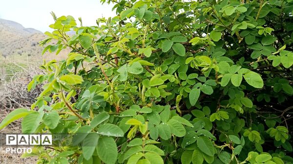 میانکوه شاهد فصل رویش گیاهان