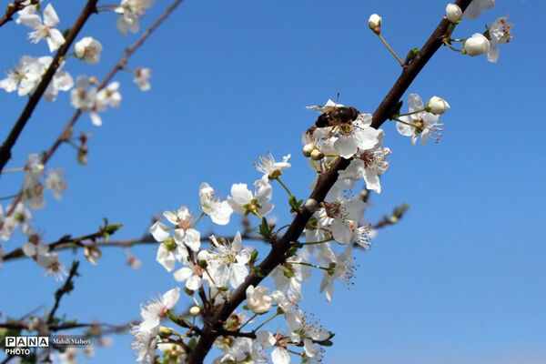 شکوفه‌های بهاری 