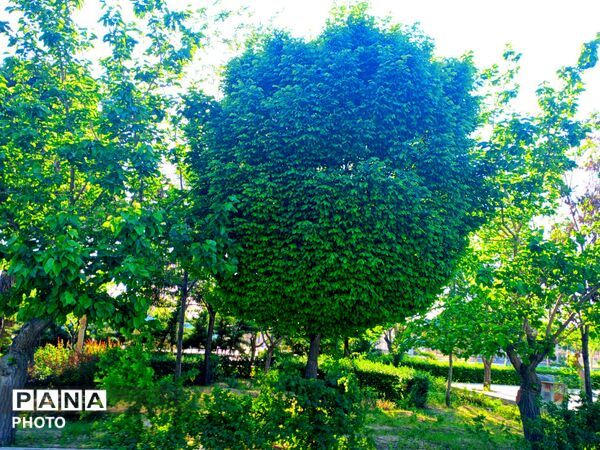  بزرگترین پارک خطی شرق کشور سرسبز تر از همیشه