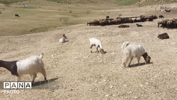زندگی عشایری مردم شهر بار در کوه های بینالود