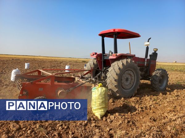 برداشت محصول سیب زمینی در روستای داغیان