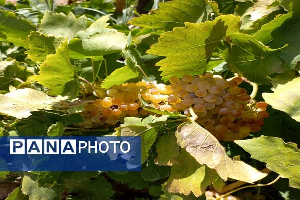 آغاز فصل برداشت انگور از باغات روستای گزکوه فاروج