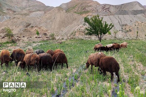 حال و هوای شهر بار نیشابور در فصل زیبای بهار