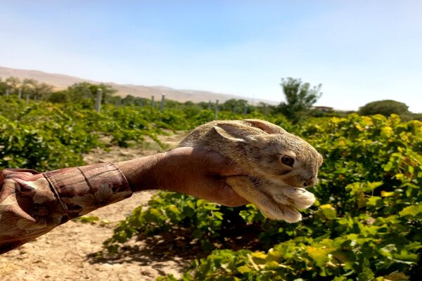 آغاز فصل برداشت انگور از باغات روستای گزکوه فاروج