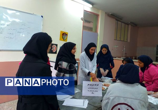 برگزاری کلاس آناتومی و تشریح مغز در پژوهش‌سرای بوعلی سینا ملارد