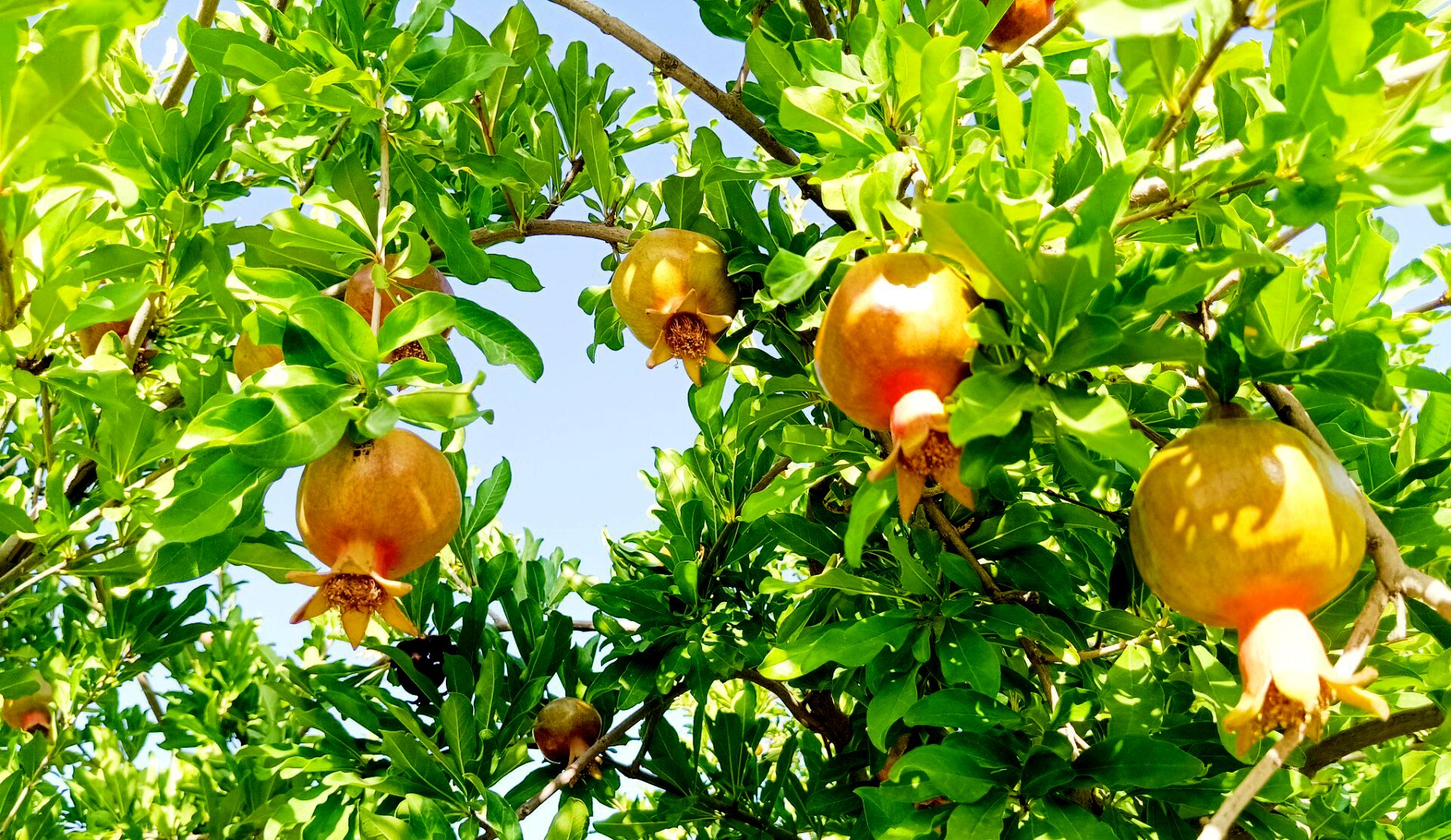 میوه‌های رنگارنگ در لردگان 