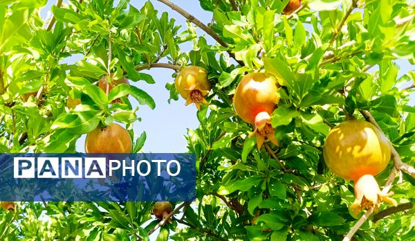 میوه‌های رنگارنگ در لردگان 