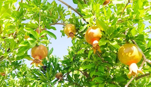 میوه‌های رنگارنگ در لردگان 