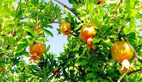 میوه‌های رنگارنگ در لردگان 