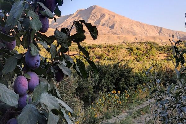 تصاویر زیبا از پاییز رنگارنگ در شهر دار السادات بار نیشابور 
