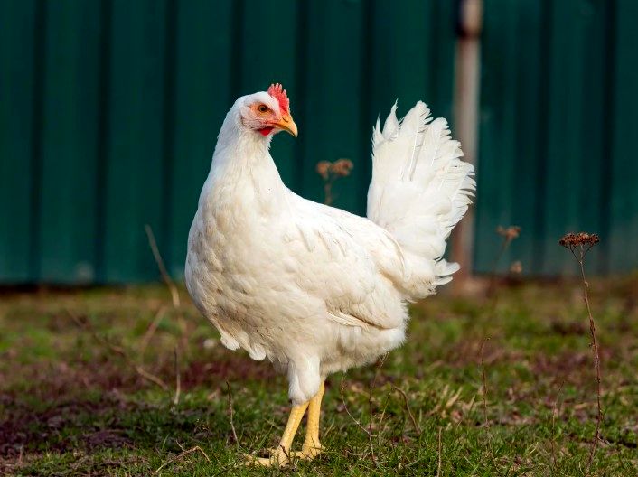 واردات گوشت مرغ از برزیل ممنوع شد