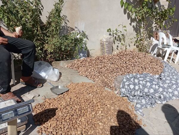 جشن بزرگ بادام در تفرش