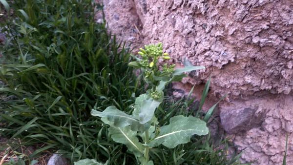 منظره زیبای بهاری در سربیشه