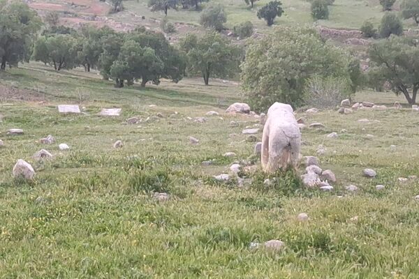 قبرستانی تاریخی و سرسبز به قدمت چند صد ساله در فارس