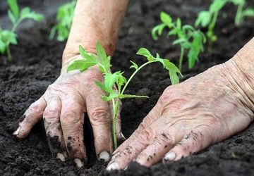 افزایش ۵۰ درصدی تماس‌ با ۱۳۷ پلاس برای کاشت نهال در سال گذشته