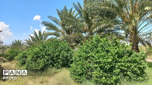 طبیعت هرگز تکراری و خسته‌کننده نمی‌شود
