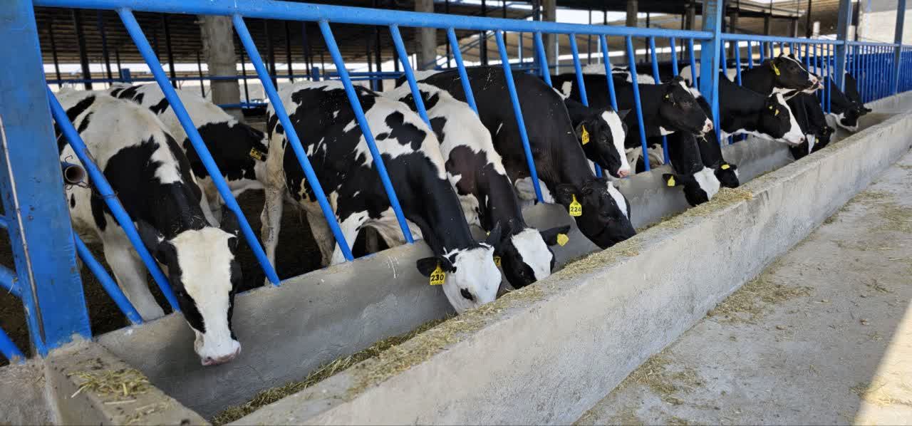 بازدید مسئولان جهاد کشاورزی از واحد پرورش گاو شیری فری استال