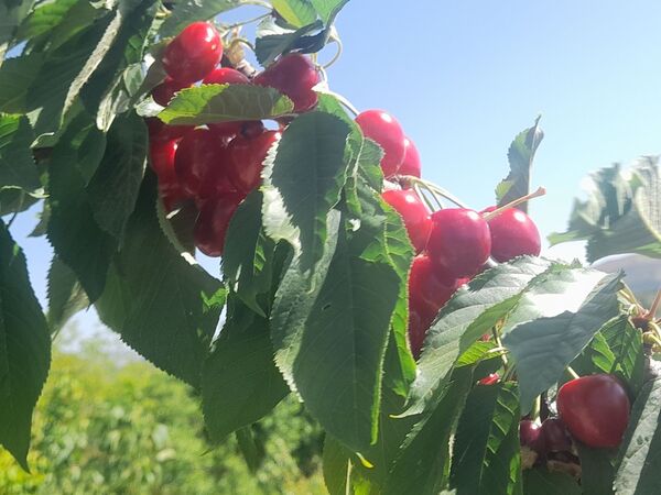 میوه‌های خوش‌رنگ و لعاب بهاری در روستای مارکده