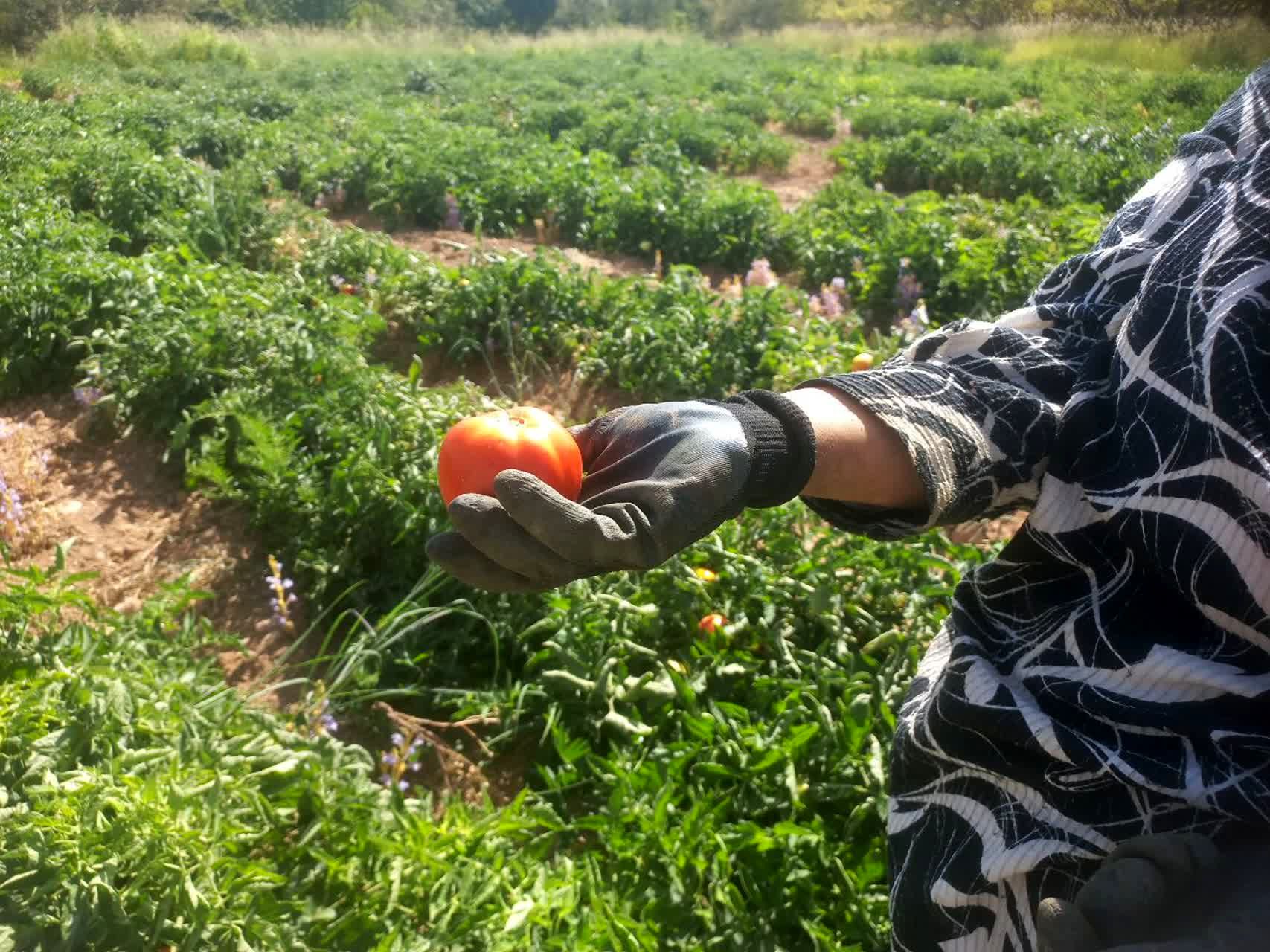 ۲۶ ایستگاه تولید بذر مرتعی در کشور فعال می‌شود