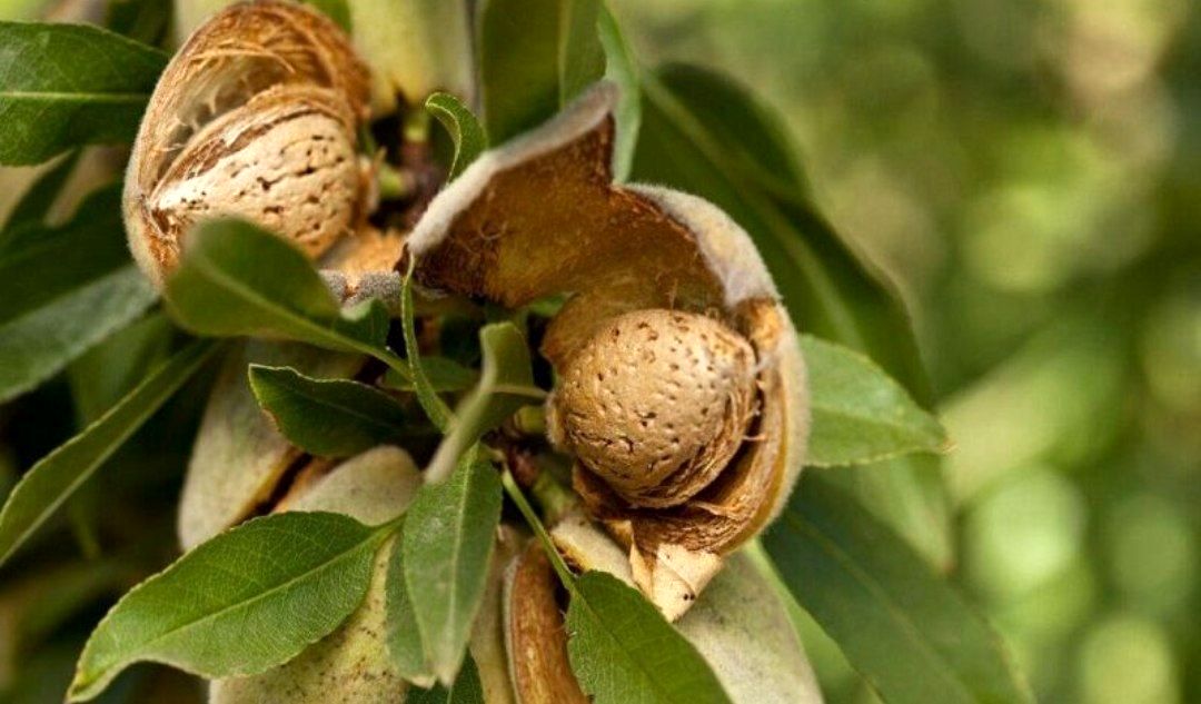 تعیین قیمت مناسب برای محصولات کشاورزی، ضروری است