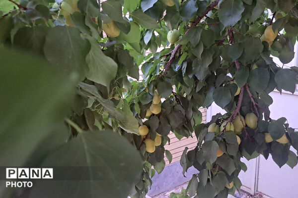برداشت زردآلو در باغات سورمق