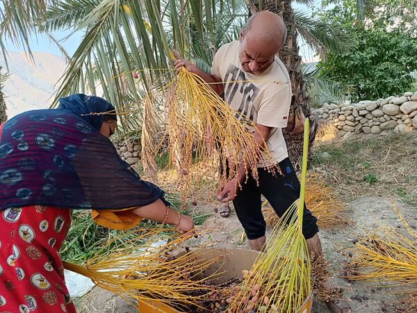 برداشت خرما در شهر رویدر 