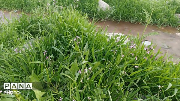 بهار در دامان طبیعت کاشمر؛ تصاویری دیدنی از کوه ها، شکوفه‌ها و سبزی فروردین